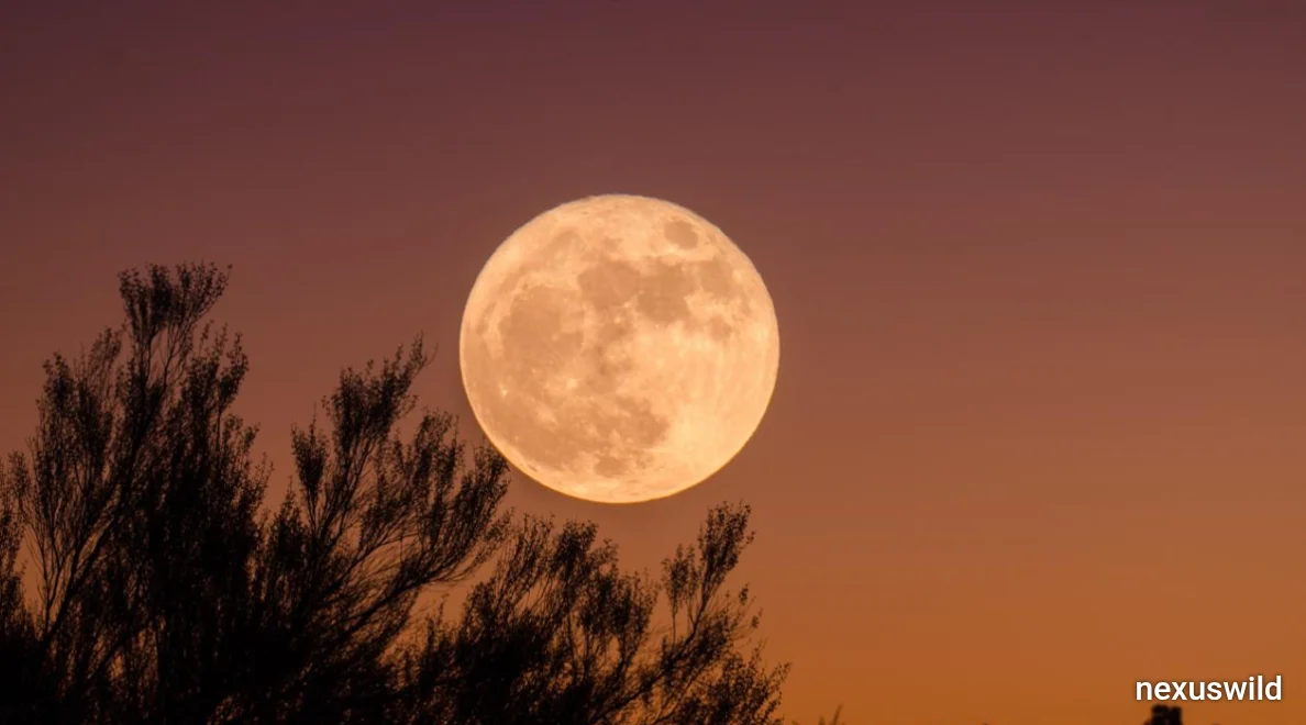 October’s Hunter’s Moon Reaches Full Phase, Offering a Bright Skywatching Opportunity