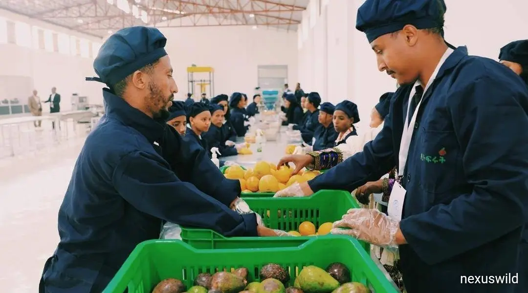 Digital Africa Backs Ethiopian Agritech Startup ChipChip in First Investment in the Country