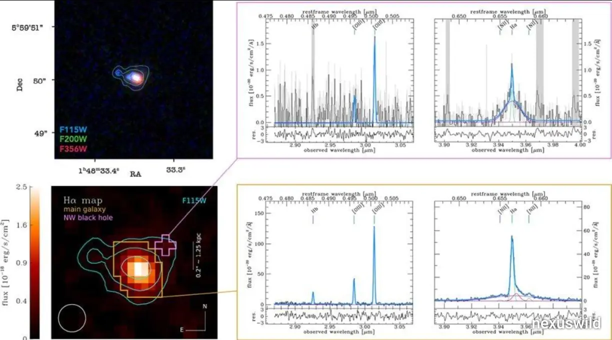 JWST Reveals Three Actively Feeding Black Holes in an Early-Universe Galaxy