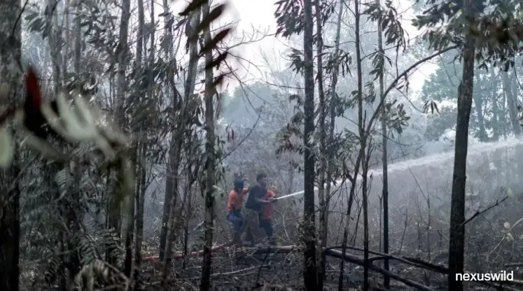 Borneo Peatland Fires Push Kuala Lumpur and Singapore Into Severe Haze