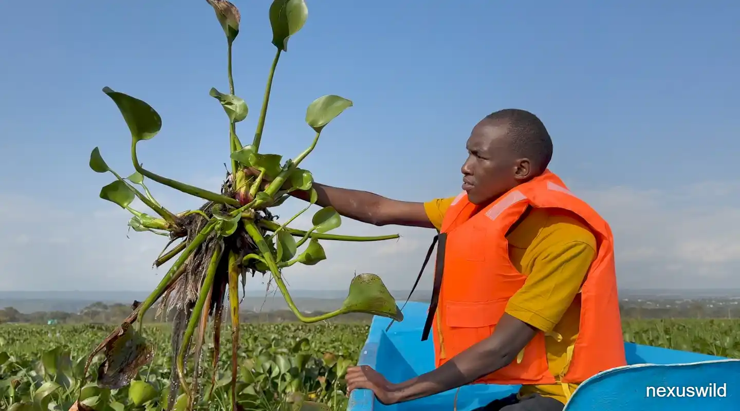 HyaPak Turns Invasive Water Hyacinth Into Biodegradable Packaging in Kenya